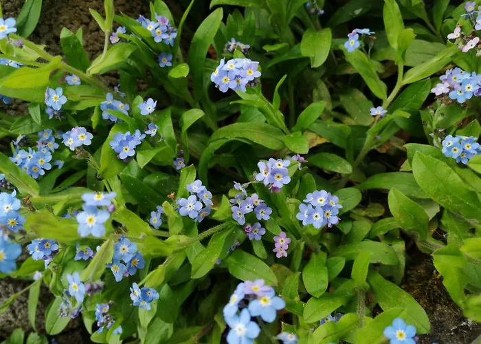 Ferienwohnung Blumenparadies